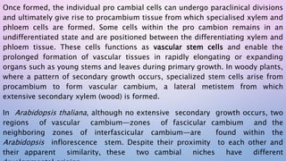 Once formed, the individual pro cambial cells can undergo paraclinical divisions
and ultimately give rise to procambium tissue from which specialised xylem and
phloem cells are formed. Some cells within the pro cambion remains in an
undifferentiated state and are positioned between the differentiating xylem and
phloem tissue. These cells functions as vascular stem cells and enable the
prolonged formation of vascular tissues in rapidly elongating or expanding
organs such as young stems and leaves during primary growth. In woody plants,
where a pattern of secondary growth occurs, specialized stem cells arise from
procambium to form vascular cambium, a lateral metistem from which
extensive secondary xylem (wood) is formed.
In Arabidopsis thaliana, although no extensive secondary growth occurs, two
regions of vascular cambium—zones of fascicular cambium and the
neighboring zones of interfascicular cambium—are found within the
Arabidopsis inflorescence stem. Despite their proximity to each other and
their apparent similarity, these two cambial niches have different
 