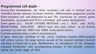 Programmed cell death -
During fibre development, the thick secondary cell wall is formed over an
extended period, whereas tracheary element differentiation progresses quickly
from secondary cell wall deposition to pcd. The expression of several genes
functionally associated with PCD is correlated with xylem development.
Some genes [e.G. XYLEM CYSTEINE PROTEASE1 and 2 (XCP1 and XCP2);
BIFUNCTIONAL NUCLEASE1 (BFN1)] have also been shown to be directly
activated by both the VND7 and VND6 transcription factors.
Cysteine protease plays a role in executing pcd.
In gene transcript profiling in the zinnia tracheary element differentiation
cell culture system, the large central vacuole of the nascent tracheary element
cell plays a critical role in pcd. Modifications or disruptions of the tonoplast
(vacuolar membrane), and accompanying changes in the vacuolar contents,
define the initial stage of PCD.
 