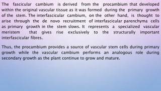 The fascicular cambium is derived from the procambium that developed
within the original vascular tissue as it was formed during the primary growth
of the stem. The interfascicular cambium, on the other hand, is thought to
arise through the de novo recruitment of interfascicular parenchyma cells
as primary growth in the stem slows. It represents a specialized vascular
meristem that gives rise exclusively to the structurally important
interfascicular fibres.
Thus, the procambium provides a source of vascular stem cells during primary
growth while the vascular cambium performs an analogous role during
secondary growth as the plant continue to grow and mature.
 