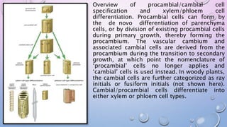 Overview of procambial/cambial cell
specification and xylem/phloem cell
differentiation. Procambial cells can form by
the de novo differentiation of parenchyma
cells, or by division of existing procambial cells
during primary growth, thereby forming the
procambium. The vascular cambium and
associated cambial cells are derived from the
procambium during the transition to secondary
growth, at which point the nomenclature of
‘procambial’ cells no longer applies and
‘cambial’ cells is used instead. In woody plants,
the cambial cells are further categorized as ray
initials or fusiform initials (not shown here).
Cambial/procambial cells differentiate into
either xylem or phloem cell types.
 