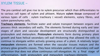 XYLEM TISSUE -
The pro cambial cell give rise to to xylem precursor which than differentiates to
to various cell types of xylem and phloem. Mature xylem tissue composed of
various types of cells : xylem tracheary ( vessel) elements, xylary fibres, and
xylem parenchyma cells.
Tracheary elements, facilitate water and solute transport between organs and
possess thick secondary cell walls. The elements formed during early and later
stages of plant and vascular development are structurally distinguished as
protoxylem and metaxylem. Protoxylem elements form during primary plant
growth and have helical secondary cell wall thickening that allowed the cells to
continue to elongate within actively growing areas of a plant. A relatively larger
metaxylem elements are formed when the vascular tissues mature and the
primary glow growths ceases. They have reticulate pattern of secondary cell wall
deposition that does not allow continuous cell elongation. As a final stage of
differentiation, both protoxylem and metaxylem tracheary elements
 
