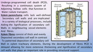 Undergo programmed cell death (PCD),
Resulting in a continuous system of
Adjoining hollow cells that function in
Water/solute transport.
Xylem parenchyma cells lack well-defined
Secondary cell walls and are implicated
In a variety of biological processes, including
Aiding the lignification of secondary cell
Walls in neighbouring vessel elements
And fibres.
Xylem fibres consist of thick and evenly
Deposited secondary cell wall in contrast
To patterned deposition of secondary cell
Wall in xylem tracheary elements. During the development of fibres PCD is
delayed allowing for more extensive thickening and lignification of secondary
cell walls that plays an important role in providing structural support.
 