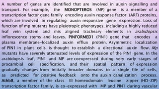 A number of genes are identified that are involved in auxin signalling and
transport. For example, the MONOPTEROS (MP) gene is a member of a
transcription factor gene family encoding auxin response factor (ARF) proteins,
which are involved in regulating auxin responsive gene expression. Loss of
function of mp mutants have pleiotropic phenotypes, including a highly reduced
leaf vein system and mis aligned tracheary elements in arabidopsis
inflorescence stems and leaves. PINFORMED1 (PIN1) gene that encodes a
plasma membrane-localized auxin efflux protein. Asymmetric localization
of PIN1 in plant cells is thought to establish a directional auxin flow. Mp
mutants have severely attenuated levels of expression of the PIN1 gene. In the
arabidopsis leaf, PIN1 and MP are coexpressed during very early stages of
procambial cell specification, and their spatial pattern of expression
gradually changes from initially broader domains to a single file of cells,
as predicted for positive feedback onto the auxin canalization process.
Athb8, a member of the class III homeodomain leucine zipper (HD-ZIP)
transcription factor family, is co-expressed with MP and PIN1 during vascular
 
