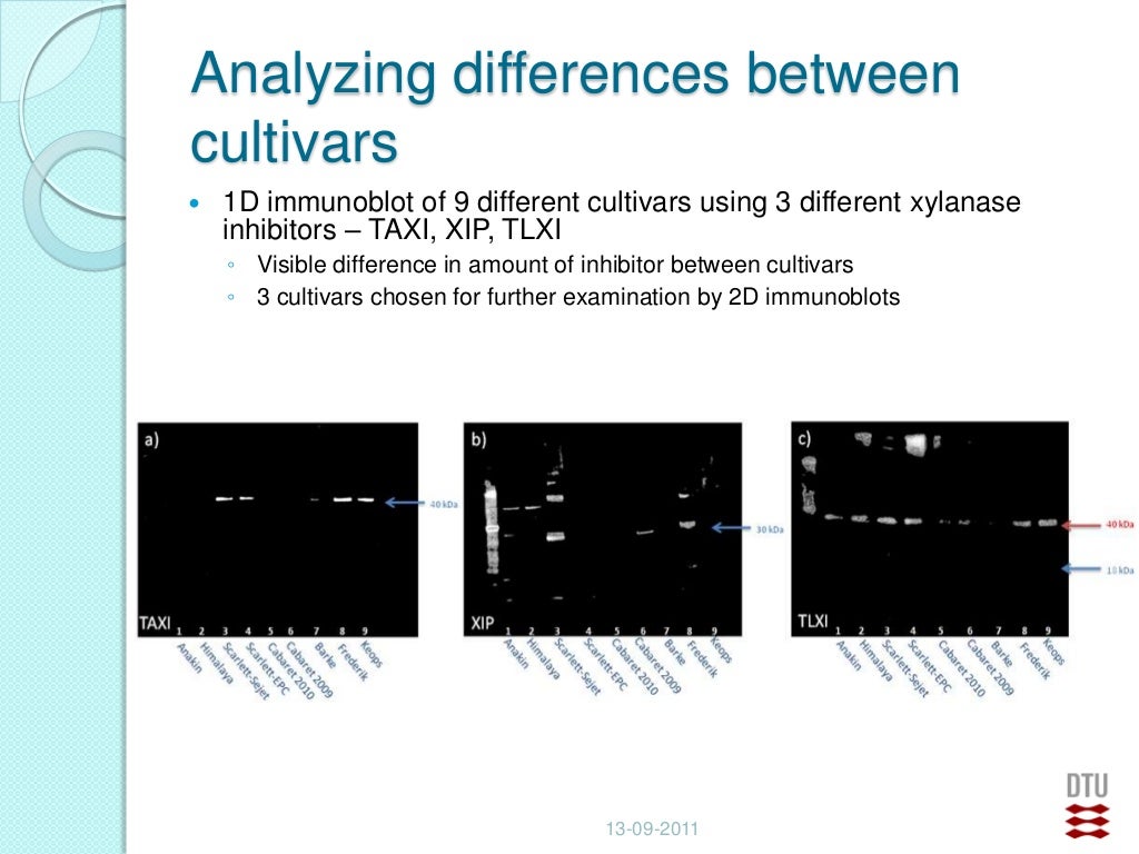 Thesis on xylanase 04 image