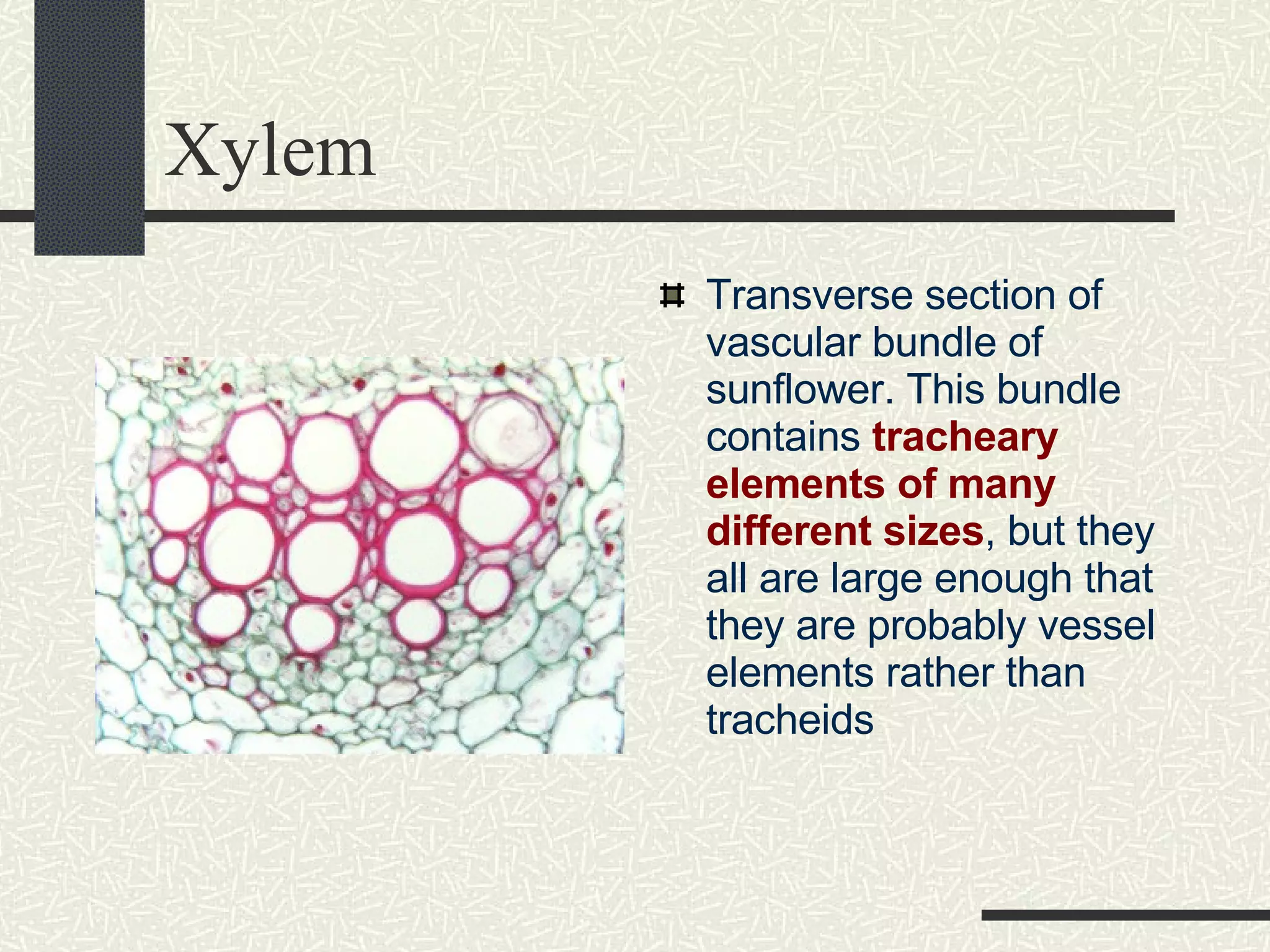 Xylem Spring Xylem And Phloem | PPT