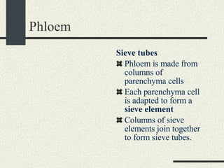 Xylem And Phloem