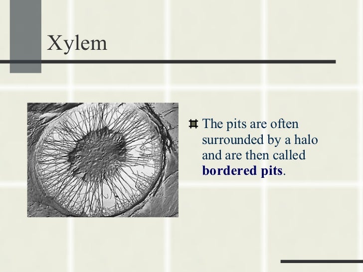 phloem and principal water conducting elements Conifer vs hardwood anatomy joseph j doccola or water-conducting tissue phloem = inner bark, or open end of vessel elements vessels. phloem and principal water conducting elements Conifer vs hardwood anatomy joseph j doccola or water-conducting tissue phloem = inner bark, or open end of vessel elements vessels.