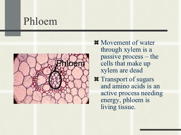 Xylem And Phloem