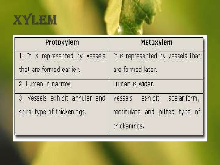 What is the difference between xylem and phloem?