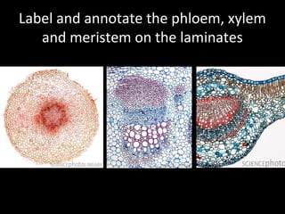 Label and annotate the phloem, xylem
   and meristem on the laminates
 