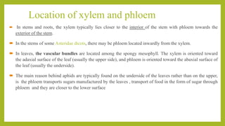 Location of xylem and phloem
 In stems and roots, the xylem typically lies closer to the interior of the stem with phloem...
