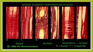 3.Xylem fibres
• These are the sclerenchymatous cells which remain associated
with other elements of xylem and provide mec...