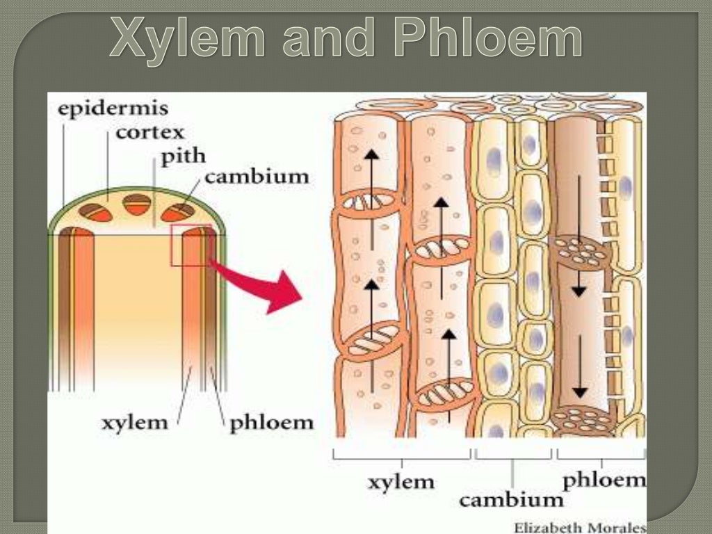 Флоэма проводит растворы. Мезфлоэма Ксилема. Xylem and phloem. Ксилема у растений. Ксилема и флоэма.