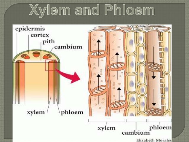 Fungsi Jaringan Xylem - Homecare24