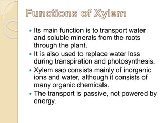  Its main function is to transport water
and soluble minerals from the roots
through the plant.
 It is also used to replace water loss
during transpiration and photosynthesis.
 Xylem sap consists mainly of inorganic
ions and water, although it consists of
many organic chemicals.
 The transport is passive, not powered by
energy.
 