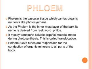  Pholem is the vascular tissue which carries organic
nutrients like photosynthane.
 As the Pholem is the inner most layer of the bark its
name is derived from reek word philos.
 It mostly transports soluble organic material made
during photosynthesis. This is called translocation.
 Phloem Sieve tubes are responsible for the
conduction of organic minerals to all parts of the
body.
 