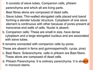 • It consists of sieve tubes, Companion cells, phloem
parenchyma and which all are living parts.
• Bast fibres alone are composed of dead cells.
1. Sieve tubes: Thin-walled elongated cells placed end toend
forming a slender tubular structure. Cytoplasm of one sieve
element is continuous with other because of pores present at
transverse end walls of cells. Nuclei is absent.
b. Companion cells: These are small in size, have dense
cytoplasm and a large elongated nucleus and are associated
with sieve tubes.
It remains connected with companion cells by pores.
These are absent in ferns and gymnosperms(fir, cycas, pine)
c. Bast fibers: Sclerenchyma cells in phloem are Bast fibers.
These alone are composed of dead cells.
d. Phloem Parenchyma: It is ordinary parenchyma. It is absent
in monocot stems.
 