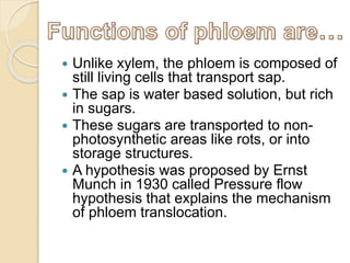  Unlike xylem, the phloem is composed of
still living cells that transport sap.
 The sap is water based solution, but rich
in sugars.
 These sugars are transported to non-
photosynthetic areas like rots, or into
storage structures.
 A hypothesis was proposed by Ernst
Munch in 1930 called Pressure flow
hypothesis that explains the mechanism
of phloem translocation.
 