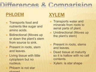 PHLOEM XYLEM
 Transports food and
nutrients like sugar and
amino acids.
 Bidirectional (Moves up
or down the plant’s stem
from source to sink.
 Present in roots, stem
and leaves.
 Living tissue with little
cytoplasm but no
nucleus.
 Phloem is not star
 Transports water and
minerals from roots to
aerial parts of plant.
 Unidirectional (Moves up
the plant’s stem)
 Present in roots, stems
and leaves.
 Dead tissue at maturity
so it is hallow with no cell
contents.
 Xylem. is star shape
 