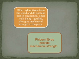 Older xylem tissue form
the wood and do not take
part in conduction. Their
walls being lignified,
they give mechanical
strength to the plant.
Phloem fibres
provide
mechanical strength .
 