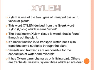  Xylem is one of the two types of transport tissue in
vascular plants.
 This word XYLEM derived from the Greek word
Xylon (ξύλοv) which means “wood”.
 The best known Xylem tissue is wood, that is found
through out the plant.
 It’s basic function is to transport water, but it also
transfers some nutrients through the plant.
 Vessels and trachieds are responsible for the
conduction of water and minerals.
 It has Xylem parenchyma as only living part. Others
are tracheids, vessels, xylem fibres which all are dead.
 