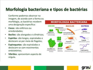 Morfologia bacteriana e tipos de bactérias
Conforme podemos observar na
imagem, de acordo com a forma ou
morfologia, as bactérias recebem
uma designação específica:
• Cocos: são esféricos ou
arredondados;
• Bacilos: são alongados e cilíndricos;
• Espirilos: são longos, espiralados e
deslocam-se por meio de flagelos;
• Espiroquetas: são espiralados e
deslocam-se com movimentos
ondulatórios;
• Vibriões: apresentam aspecto de
vírgula.
 