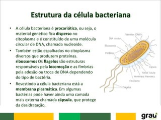 Estrutura da célula bacteriana
• A célula bacteriana é procariótica, ou seja, o
material genético fica disperso no
citoplasma e é constituído de uma molécula
circular de DNA, chamada nucleoide.
• Também estão espalhados no citoplasma
diversos que produzem proteínas.
ribossomos Os flagelos são estruturas
responsáveis pela locomoção e as fímbrias
pela adesão ou troca de DNA dependendo
do tipo de bactéria.
• Revestindo a célula bacteriana está a
membrana plasmática. Em algumas
bactérias pode haver ainda uma camada
mais externa chamada cápsula, que protege
da desidratação,
 