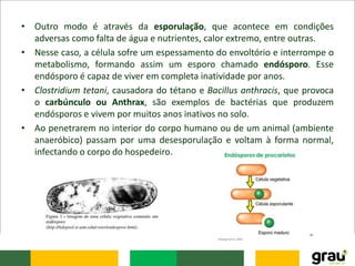 • Outro modo é através da esporulação, que acontece em condições
adversas como falta de água e nutrientes, calor extremo, entre outras.
• Nesse caso, a célula sofre um espessamento do envoltório e interrompe o
metabolismo, formando assim um esporo chamado endósporo. Esse
endósporo é capaz de viver em completa inatividade por anos.
• Clostridium tetani, causadora do tétano e Bacillus anthracis, que provoca
o carbúnculo ou Anthrax, são exemplos de bactérias que produzem
endósporos e vivem por muitos anos inativos no solo.
• Ao penetrarem no interior do corpo humano ou de um animal (ambiente
anaeróbico) passam por uma desesporulação e voltam à forma normal,
infectando o corpo do hospedeiro.
 