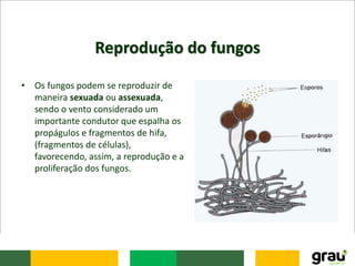 Reprodução do fungos
• Os fungos podem se reproduzir de
maneira sexuada ou assexuada,
sendo o vento considerado um
importante condutor que espalha os
propágulos e fragmentos de hifa,
(fragmentos de células),
favorecendo, assim, a reprodução e a
proliferação dos fungos.
 