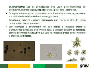 SARCODÍNEOS: São os protozoários que usam prolongamentos do
citoplasma, chamados pseudópodes (falsos pés), para locomoção.
 Os representantes mais comuns dos sarcodíneos são as amebas, sendo em
sua maioria de vida livre e habitando água doce.
Entretanto, existem espécies comensais que vivem dentro do corpo
humano sem causar prejuízos.
 São exemplos a Entamoeba coli que habita o intestino grosso e
a Entamoeba gengivalis que vive na boca. E também existem as parasitas,
como a Entamoeba histolytica que vive no intestino grosso do ser humano
e provoca a amebíase.
 