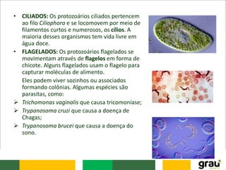 • CILIADOS: Os protozoários ciliados pertencem
ao filo Ciliophora e se locomovem por meio de
filamentos curtos e numerosos, os cílios. A
maioria desses organismos tem vida livre em
água doce.
• FLAGELADOS: Os protozoários flagelados se
movimentam através de flagelos em forma de
chicote. Alguns flagelados usam o flagelo para
capturar moléculas de alimento.
Eles podem viver sozinhos ou associados
formando colônias. Algumas espécies são
parasitas, como:
 Trichomonas vaginalis que causa tricomoníase;
 Trypanosoma cruzi que causa a doença de
Chagas;
 Trypanosoma brucei que causa a doença do
sono.
 