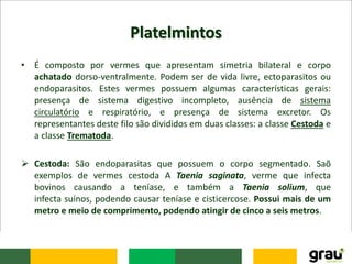 Platelmintos
• É composto por vermes que apresentam simetria bilateral e corpo
achatado dorso-ventralmente. Podem ser de vida livre, ectoparasitos ou
endoparasitos. Estes vermes possuem algumas características gerais:
presença de sistema digestivo incompleto, ausência de sistema
circulatório e respiratório, e presença de sistema excretor. Os
representantes deste filo são divididos em duas classes: a classe Cestoda e
a classe Trematoda.
 Cestoda: São endoparasitas que possuem o corpo segmentado. Saõ
exemplos de vermes cestoda A Taenia saginata, verme que infecta
bovinos causando a teníase, e também a Taenia solium, que
infecta suínos, podendo causar teníase e cisticercose. Possui mais de um
metro e meio de comprimento, podendo atingir de cinco a seis metros.
 