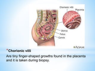 *Chorionic villi
Are tiny finger-shaped growths found in the placenta
and it is taken during biopsy.
 