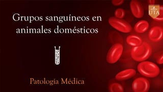 Grupos sanguíneos en
animales domésticos
Patología Médica
 