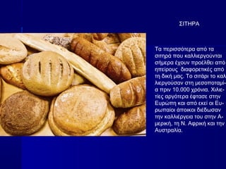 ΣΙΤΗΡΑ
Τα περισσότερα από τα
σιτηρά που καλλιεργούνται
σήμερα έχουν προέλθει από
ηπείρους διαφορετικές από
τη δική μας. Το σιτάρι το καλ-
λιεργούσαν στη μεσοποταμί-
α πριν 10.000 χρόνια. Χιλιε-
τίες αργότερα έφτασε στην
Ευρώπη και από εκεί οι Ευ-
ρωπαίοι άποικοι διέδωσαν
την καλλιέργεια του στην Α-
μερική, τη Ν. Αφρική και την
Αυστραλία.
 