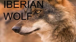 IBERIAN
WOLF
 