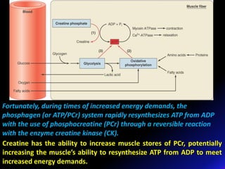 Fortunately, during times of increased energy demands, the
phosphagen (or ATP/PCr) system rapidly resynthesizes ATP from ADP
with the use of phosphocreatine (PCr) through a reversible reaction
with the enzyme creatine kinase (CK).
Creatine has the ability to increase muscle stores of PCr, potentially
increasing the muscle’s ability to resynthesize ATP from ADP to meet
increased energy demands.
 