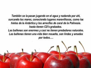 También se la pasan jugando en el agua y nadando por ahí, surcando los mares, conociendo lugares maravillosos, como los hielos de la Antártica y los arrecifes de coral de la Polinesia. hasta tienen CD's grabados.  Las ballenas son enormes y casi no tienen predadores naturales. Las ballenas tienen una vida bien resuelta, son lindas y amadas por todos..... 