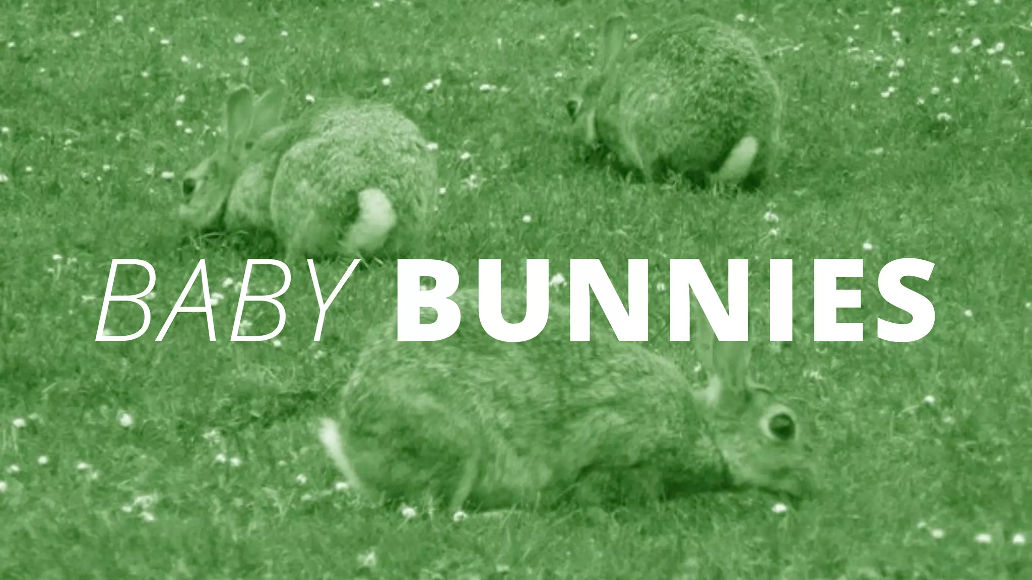 BABY BUNNIES
 
