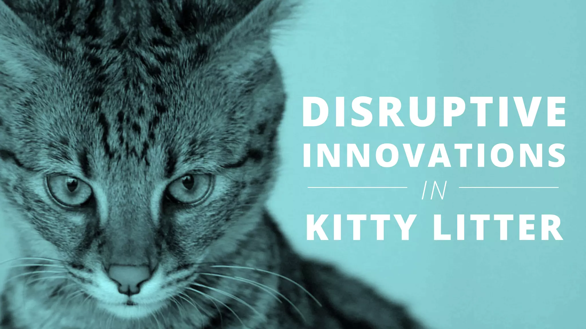 DISRUPTIVE
INNOVATIONS
IN
KITTY LITTER
 