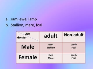 a. ram, ewe, lamp
b. Stallion, mare, foal
Age
Gender adult Non-adult
Male
Ram
Stallion
Lamb
Foal
Female
Ewe
Mare
Lamb
Foal
 