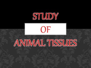 STUDY
OF
ANIMAL TISSUES
 