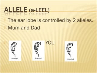  The ear lobe is controlled by 2 alleles.
 Mum and Dad
 YOU
 