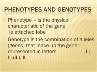  Phenotype – is the physical
characteristic of the gene
ie attached lobe
 Genotype is the combination of alleles
(genes) that make up the gene –
represented in letters. LL,
Ll (lL), ll
 