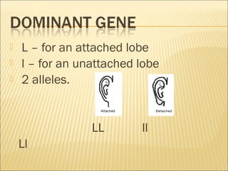 L – for an attached lobe
 l – for an unattached lobe
 2 alleles.
LL ll
Ll
 