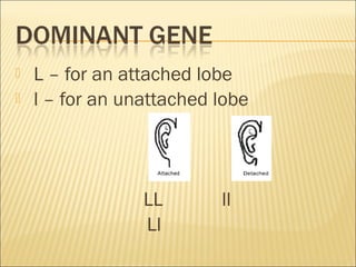  L – for an attached lobe
 l – for an unattached lobe
LL ll
Ll
 