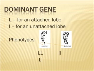  L – for an attached lobe
 l – for an unattached lobe
 Phenotypes
LL ll
Ll
 