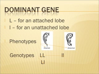  L – for an attached lobe
 l – for an unattached lobe
 Phenotypes
Genotypes LL ll
Ll
 