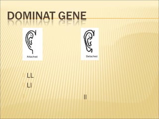  LL
 Ll
 ll
 