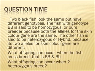  Two black fish look the same but have
different genotypes. The fish with genotype
BB is said to be homozygous, or pure
breeder because both the alleles for the skin
colour gene are the same. The other fish is
said to be heterozygous or Hybrid, because
its two alleles for skin colour gene are
different.
 What offspring can occur when the fish
cross breed, that is BB & Bb.
 What offspring can occur when 2
heterozygous breed?
 